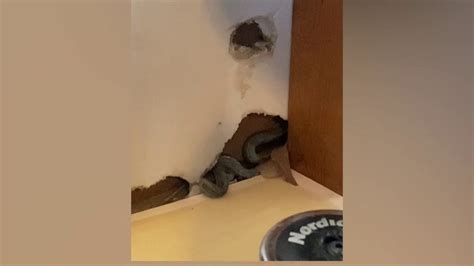 'I'm petrified': Colorado homeowner finds snakes in walls of new home